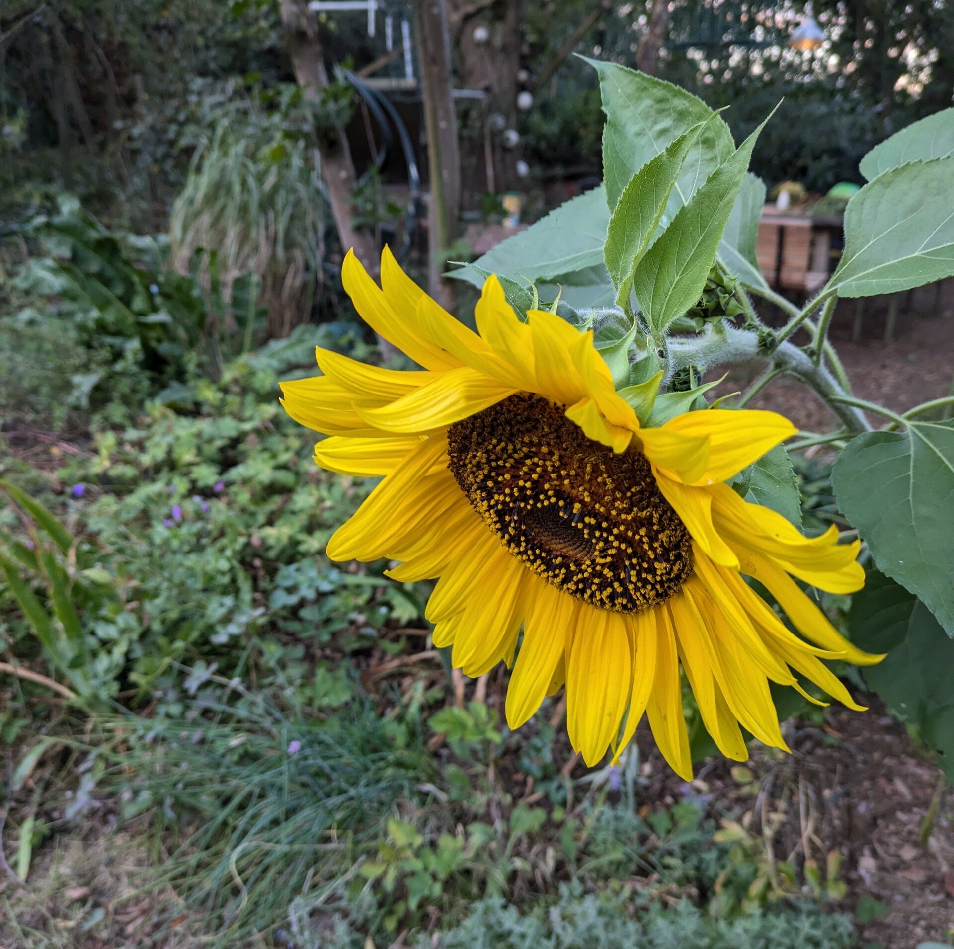 Alles fein im Gartenklein